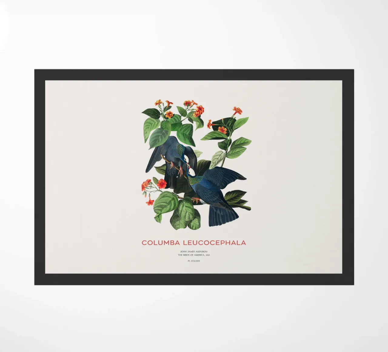 Colombaccio o Columba leucocephala zerbino da Vintagrafica