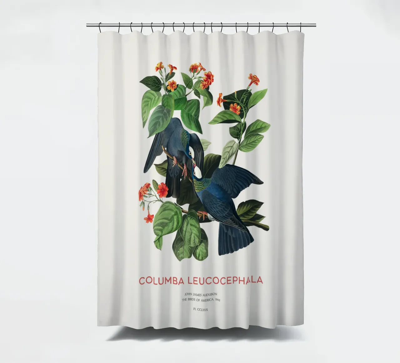 Weißscheiteltaube oder Columba leucocephala Duschvorhang von Vintagrafica