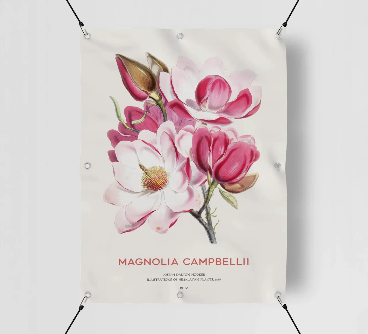 Fiore di magnolia di Campbell o Magnolia campbellii telo in pvc da Vintagrafica