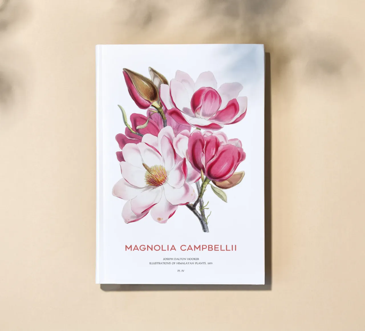 Fiore di magnolia di Campbell o Magnolia campbellii diario da Vintagrafica