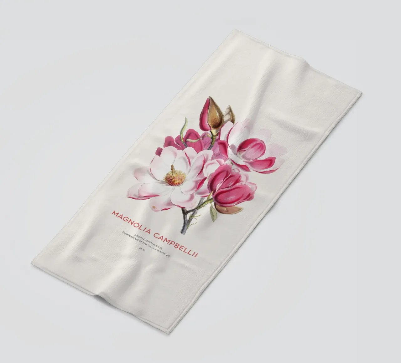 Campbell's magnolia flower or Magnolia campbellii beach towel by Vintagrafica