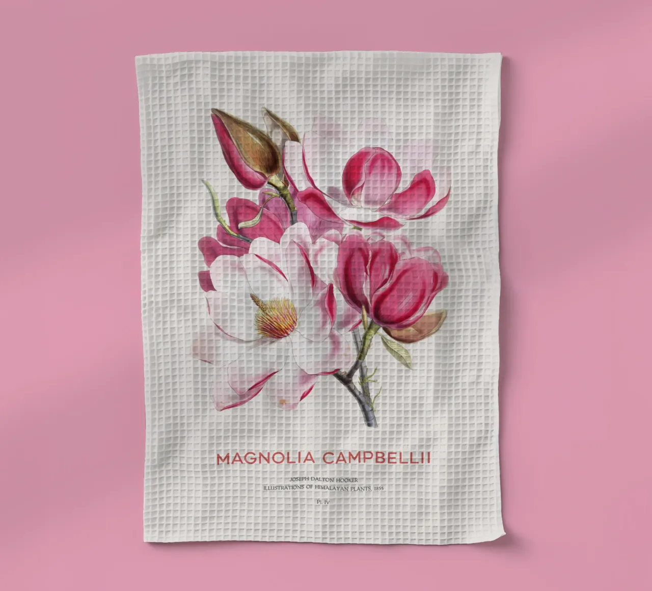 Campbellsche Magnolienblüte oder Magnolia campbellii Geschirrtuch von Vintagrafica