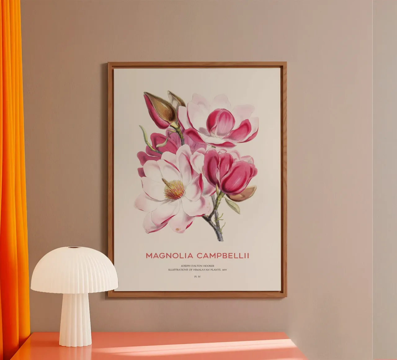 Fiore di magnolia di Campbell o Magnolia campbellii alluminio dibond da Vintagrafica