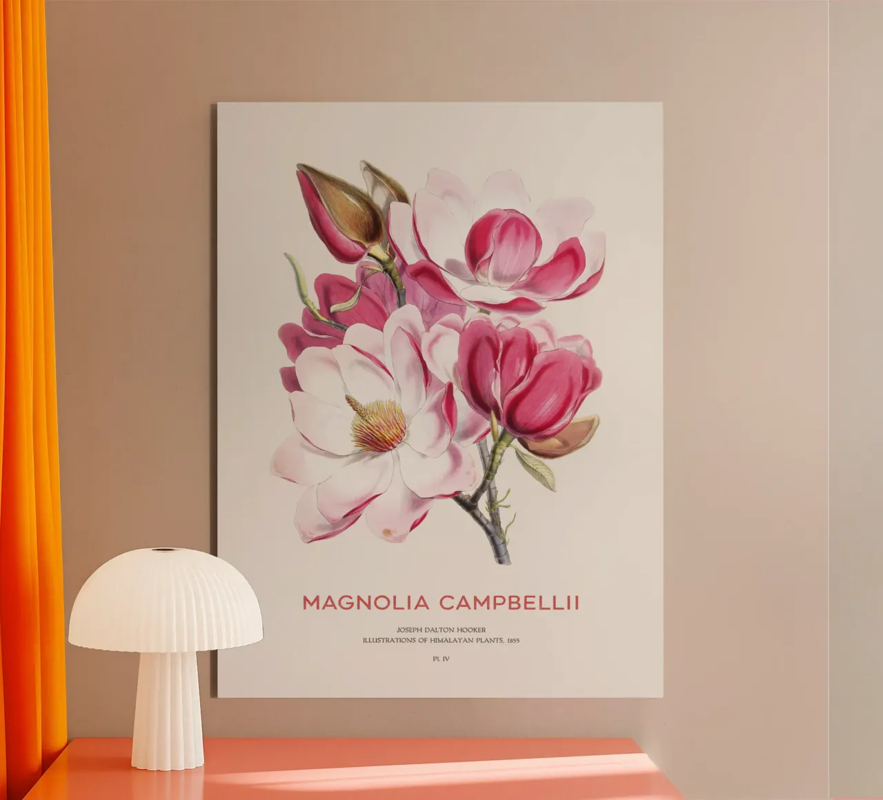Fiore di magnolia di Campbell o Magnolia campbellii alluminio dibond da Vintagrafica