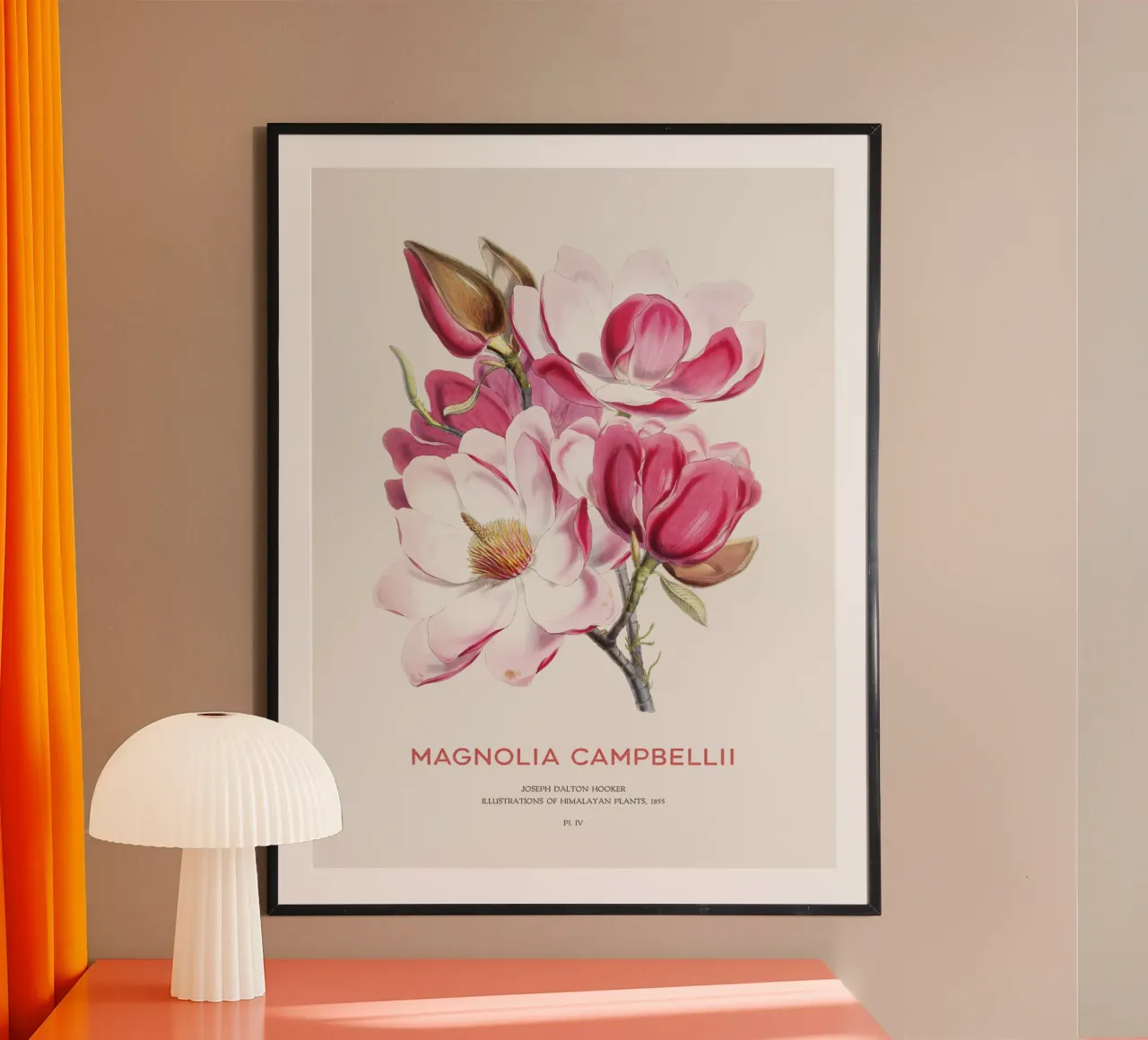 Campbellsche Magnolienblüte oder Magnolia campbellii Hahnemühle von Vintagrafica