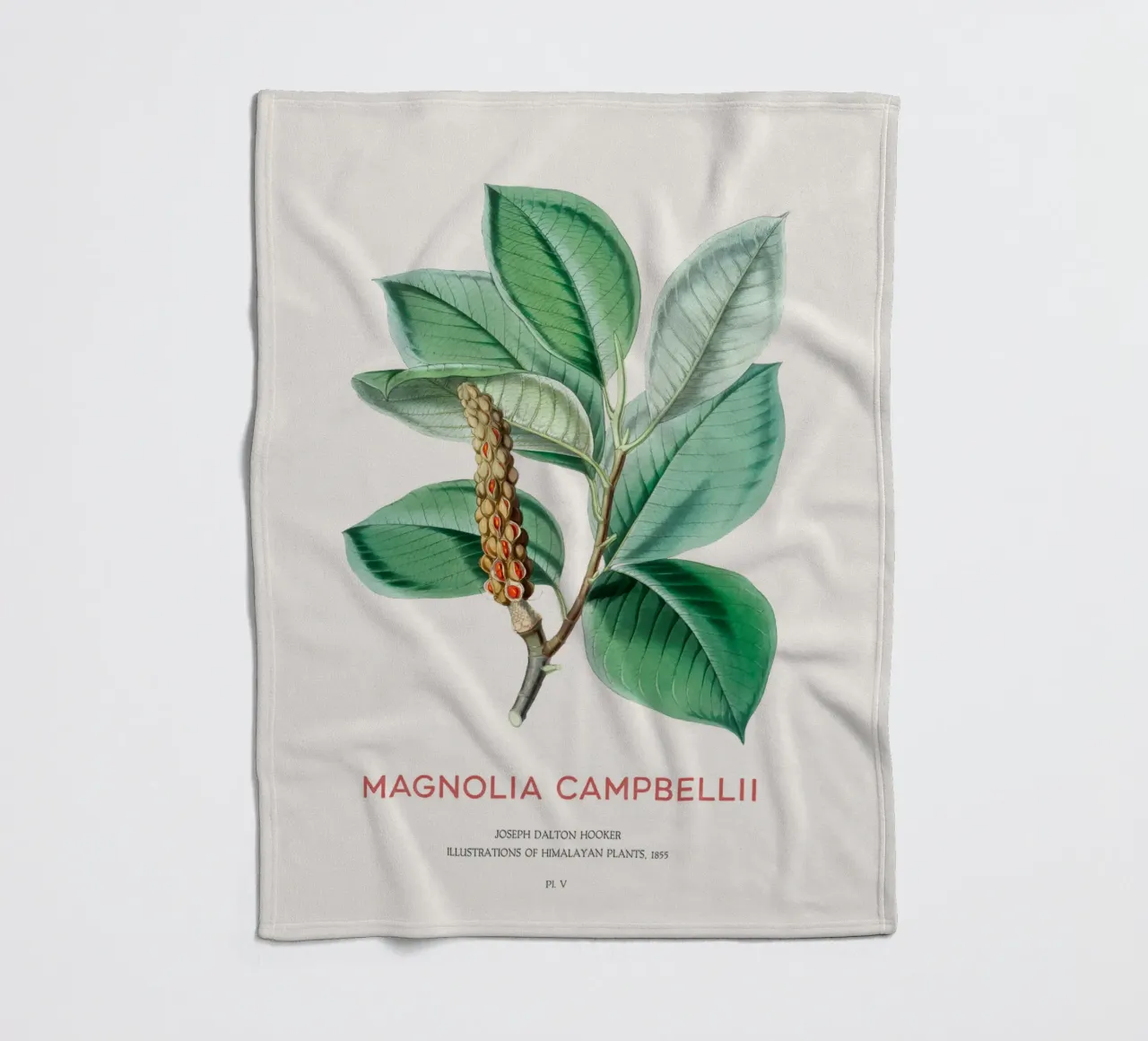 Magnolia campbellii albero deciduo o magnolia di Campbell coperta in pile da Vintagrafica