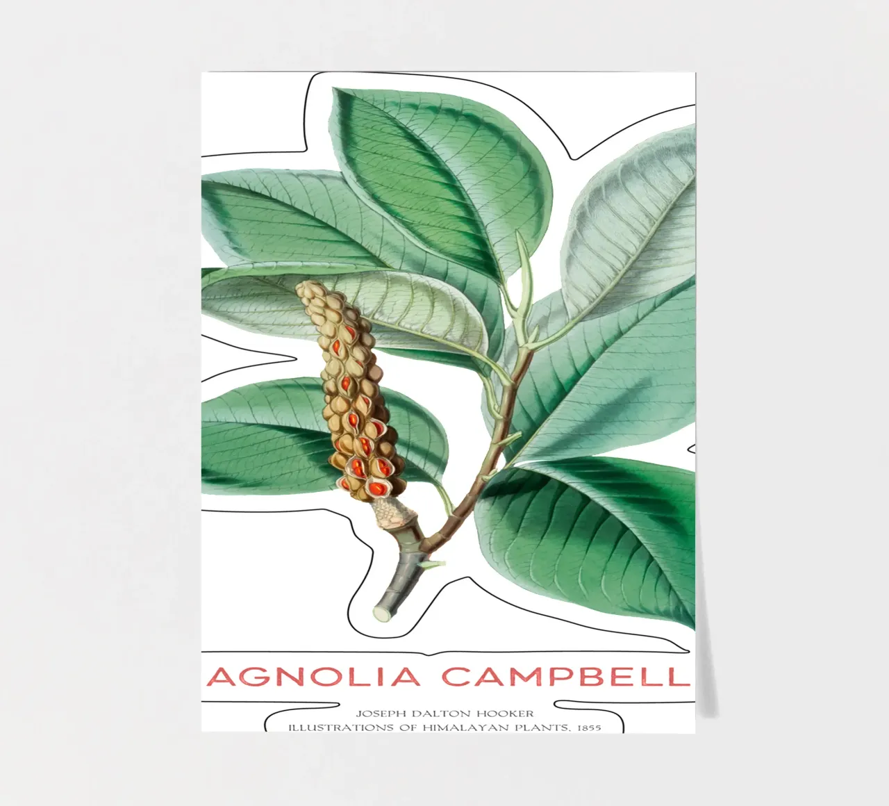 Magnolia campbellii Laubbaum oder Campbell's Magnolia Stickerbogen von Vintagrafica