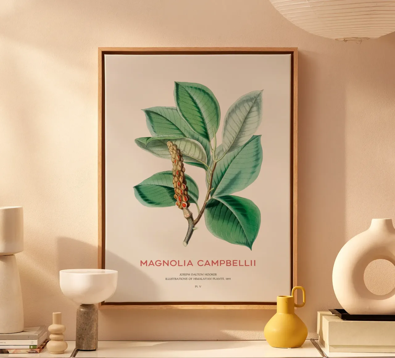 Magnolia campbellii deciduous tree or Campbell's magnolia canvas by Vintagrafica
