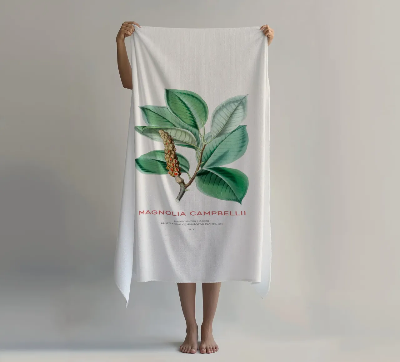 Magnolia campbellii albero deciduo o magnolia di Campbell telo mare da Vintagrafica