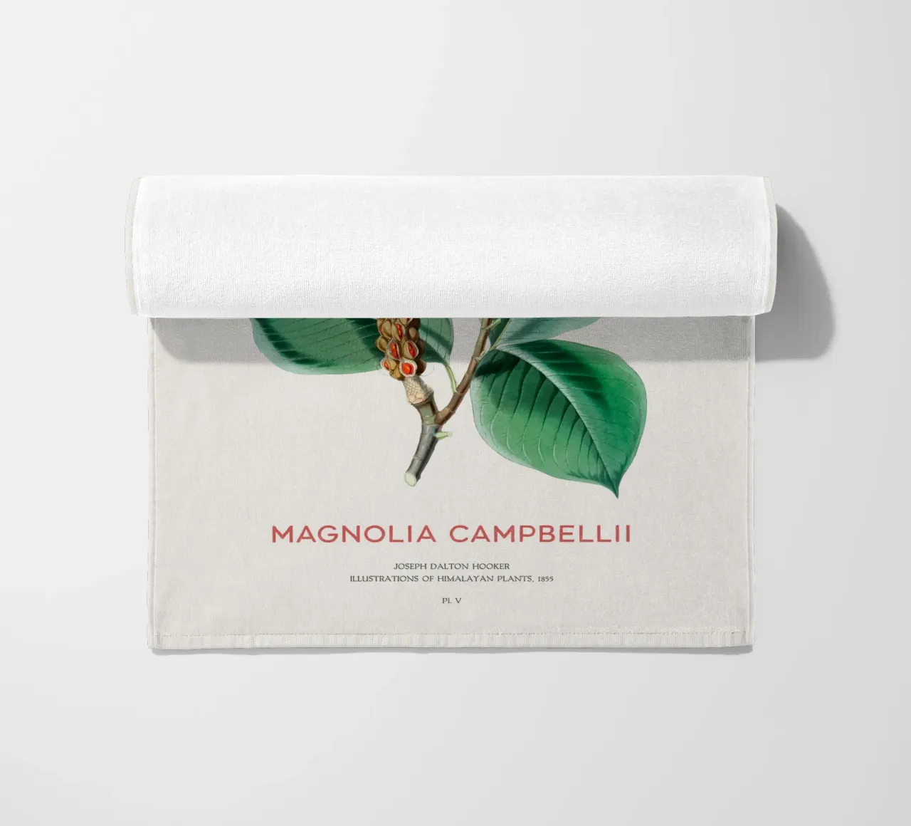 Magnolia campbellii albero deciduo o magnolia di Campbell telo mare da Vintagrafica