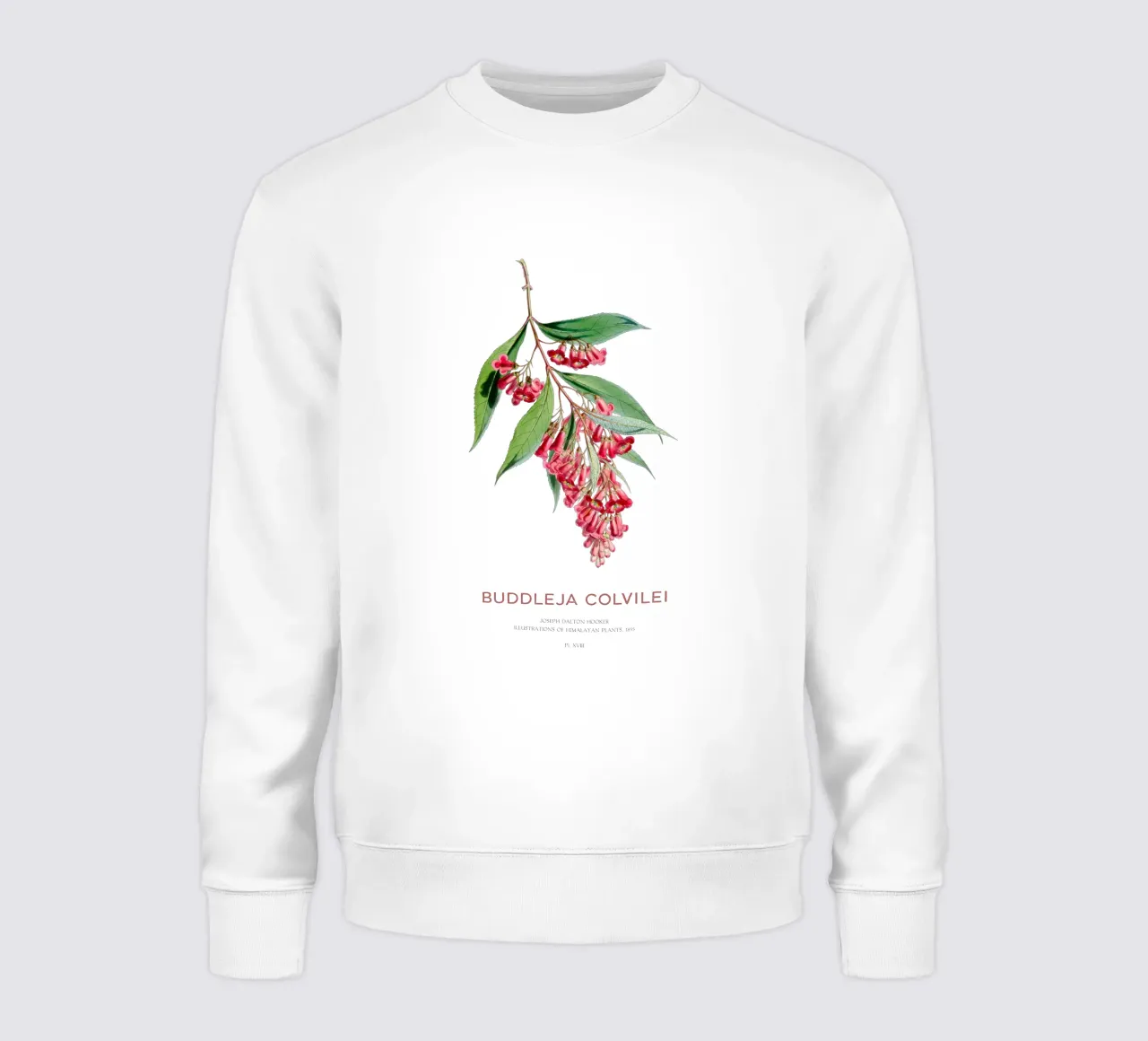 Sommerflieder oder Buddleja colvilei Sweatshirt von Vintagrafica
