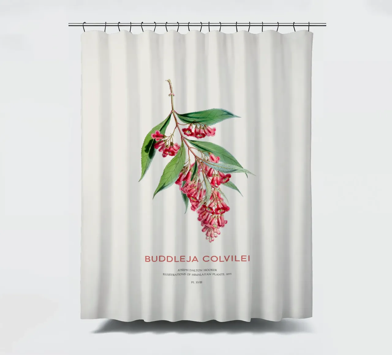 Sommerflieder oder Buddleja colvilei Duschvorhang von Vintagrafica