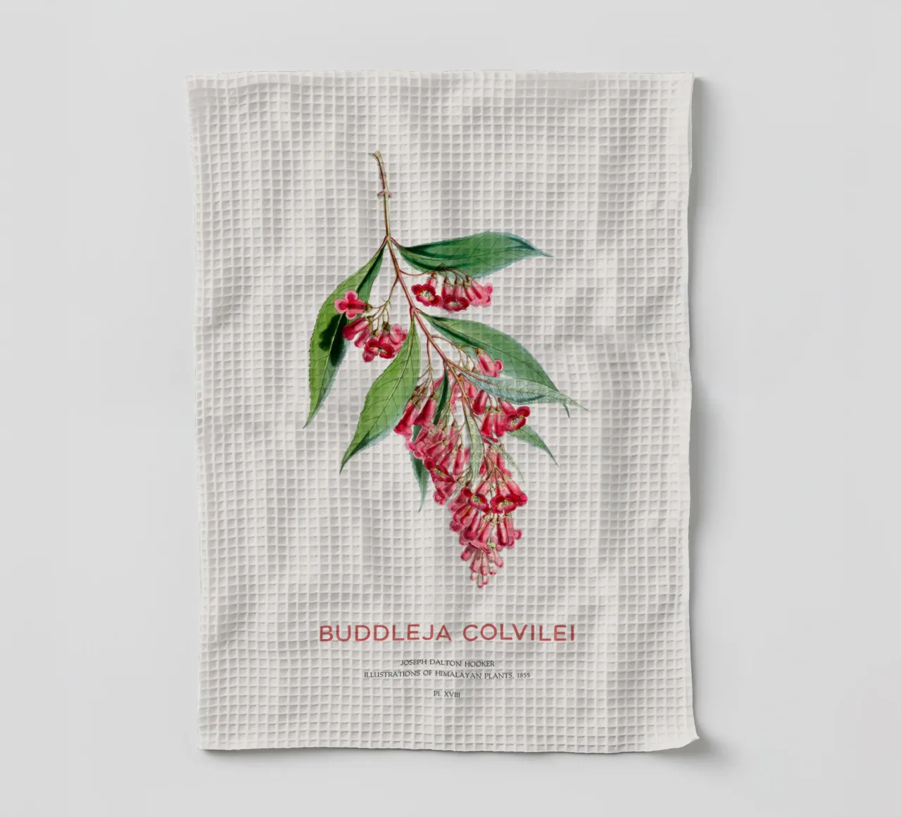 Sommerflieder oder Buddleja colvilei Geschirrtuch von Vintagrafica