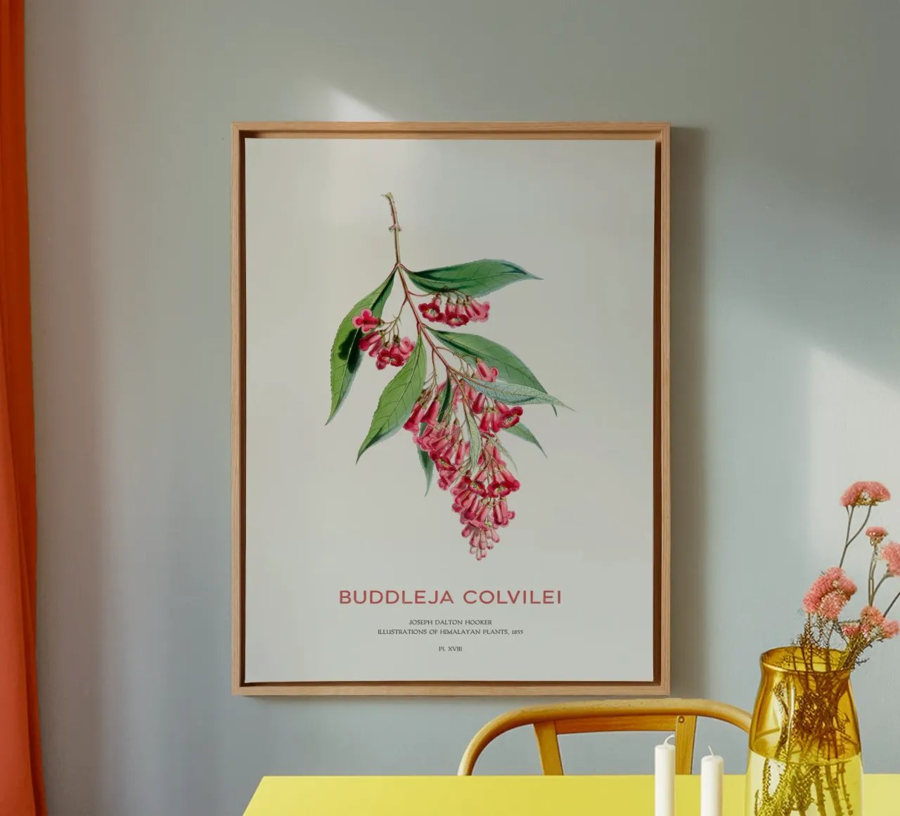 Sommerflieder oder Buddleja colvilei Leinwand mit Schattenfugenrahmen von Vintagrafica