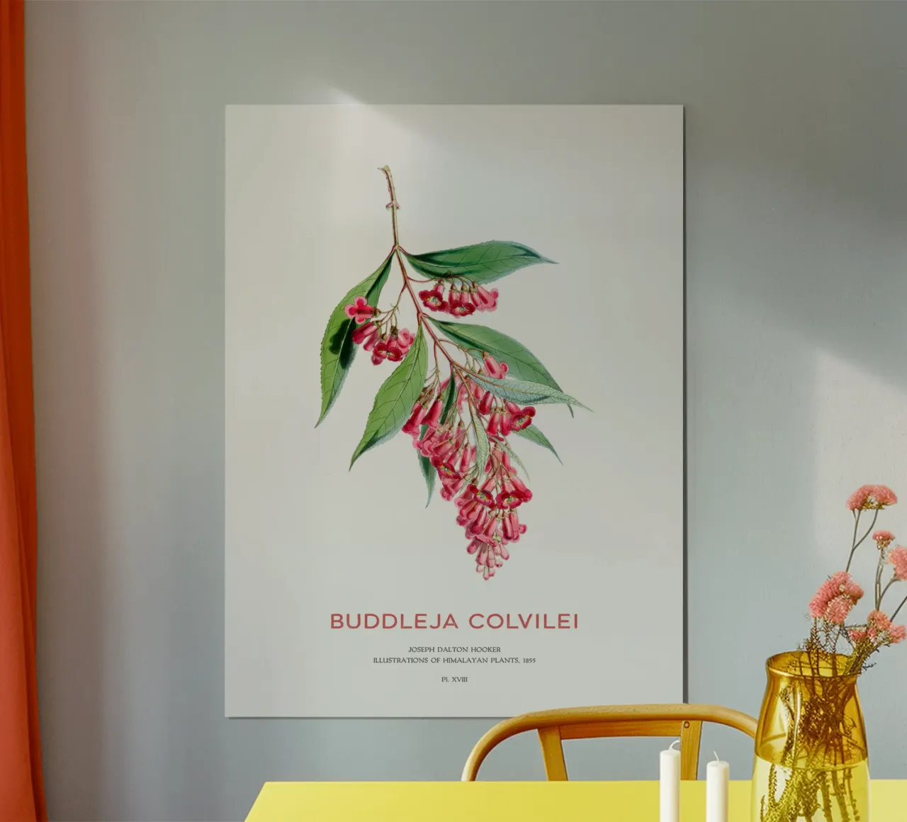 Sommerflieder oder Buddleja colvilei Hahnemühle von Vintagrafica