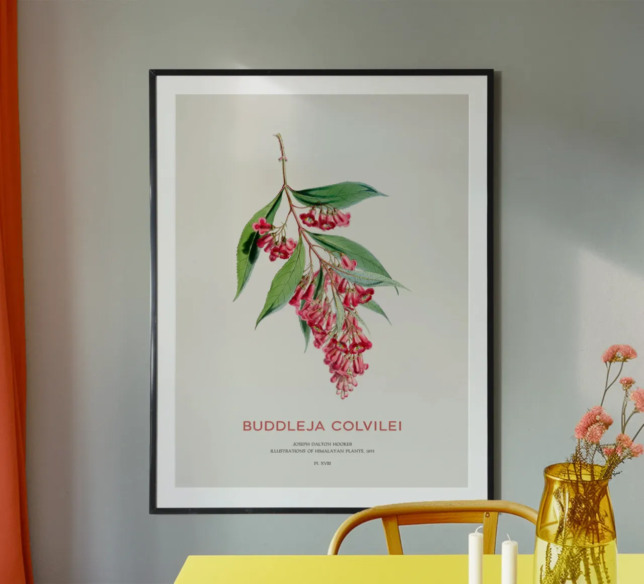 Sommerflieder oder Buddleja colvilei Hahnemühle von Vintagrafica