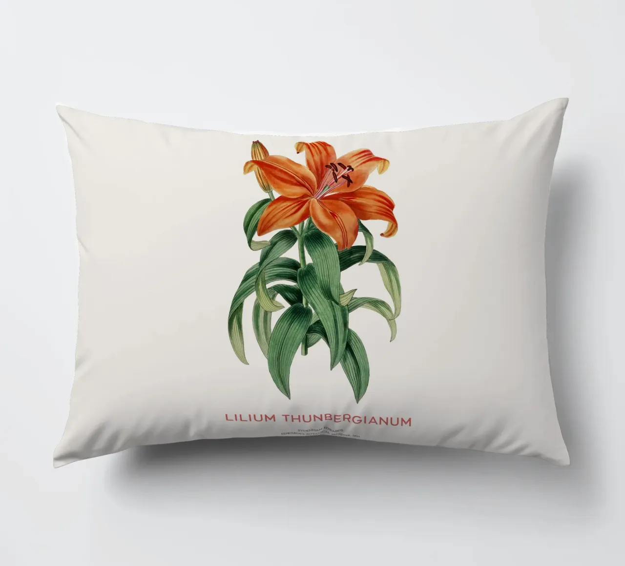 Giglio trasparente o Lilium thunbergianum cuscino da Vintagrafica