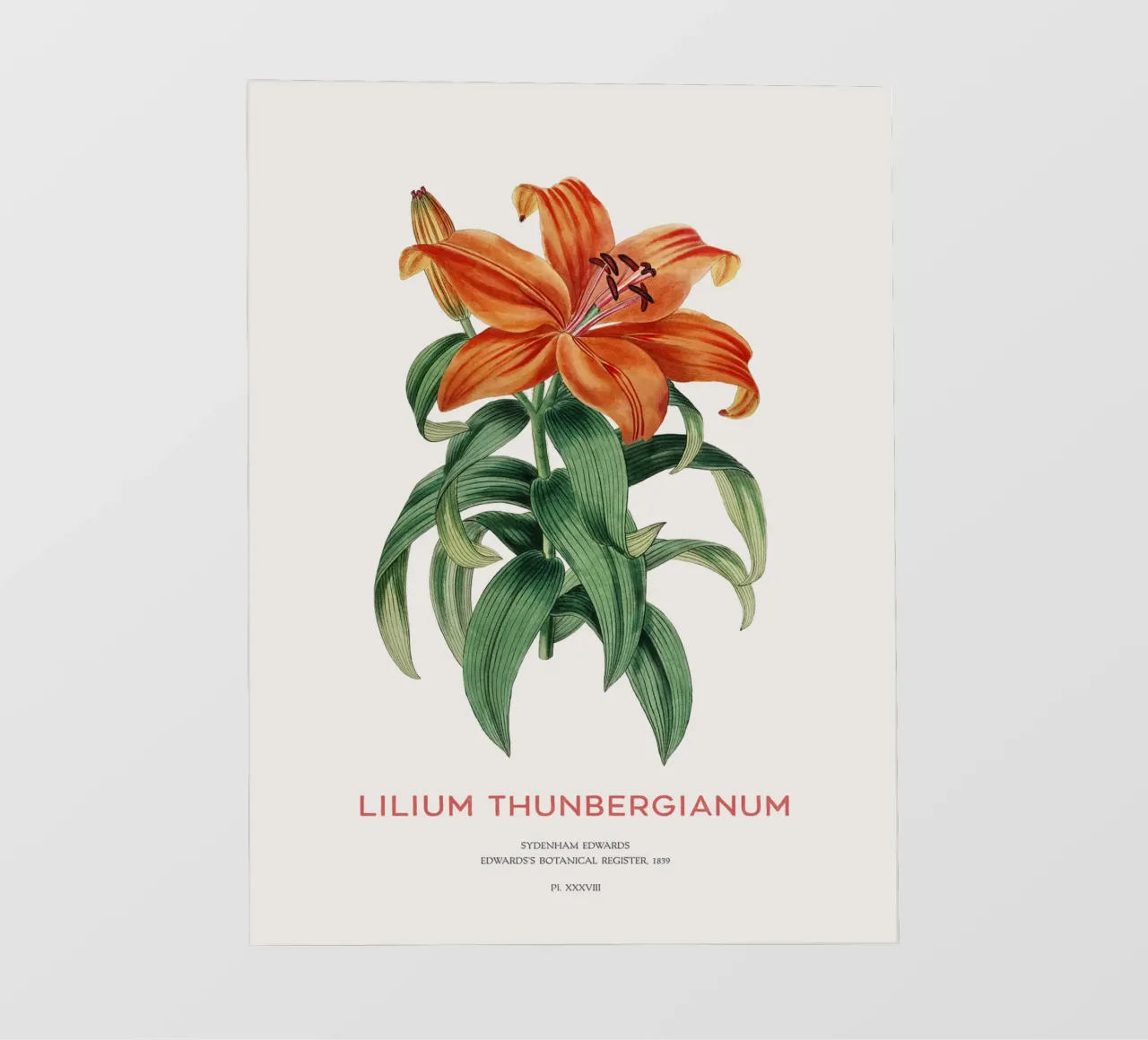 Giglio trasparente o Lilium thunbergianum telo in pvc da Vintagrafica