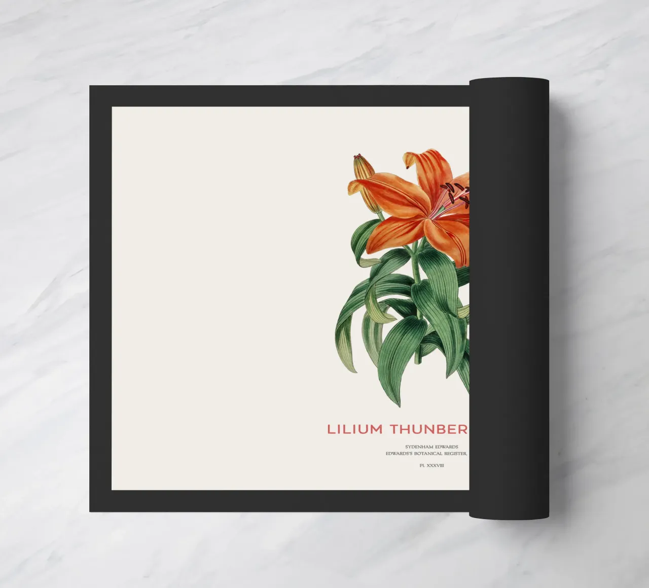 Giglio trasparente o Lilium thunbergianum zerbino da Vintagrafica