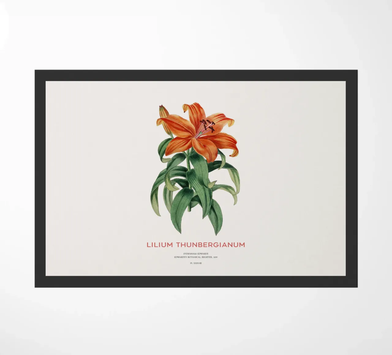 Giglio trasparente o Lilium thunbergianum zerbino da Vintagrafica