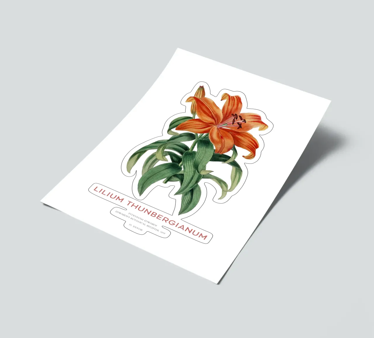 See-through lily or Lilium thunbergianum sticker sheet by Vintagrafica