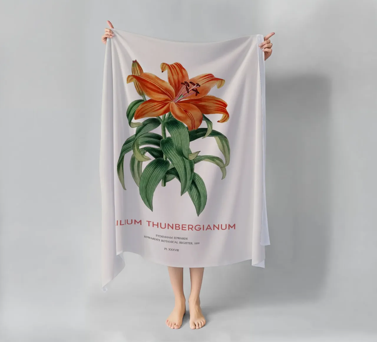 Giglio trasparente o Lilium thunbergianum telo mare da Vintagrafica