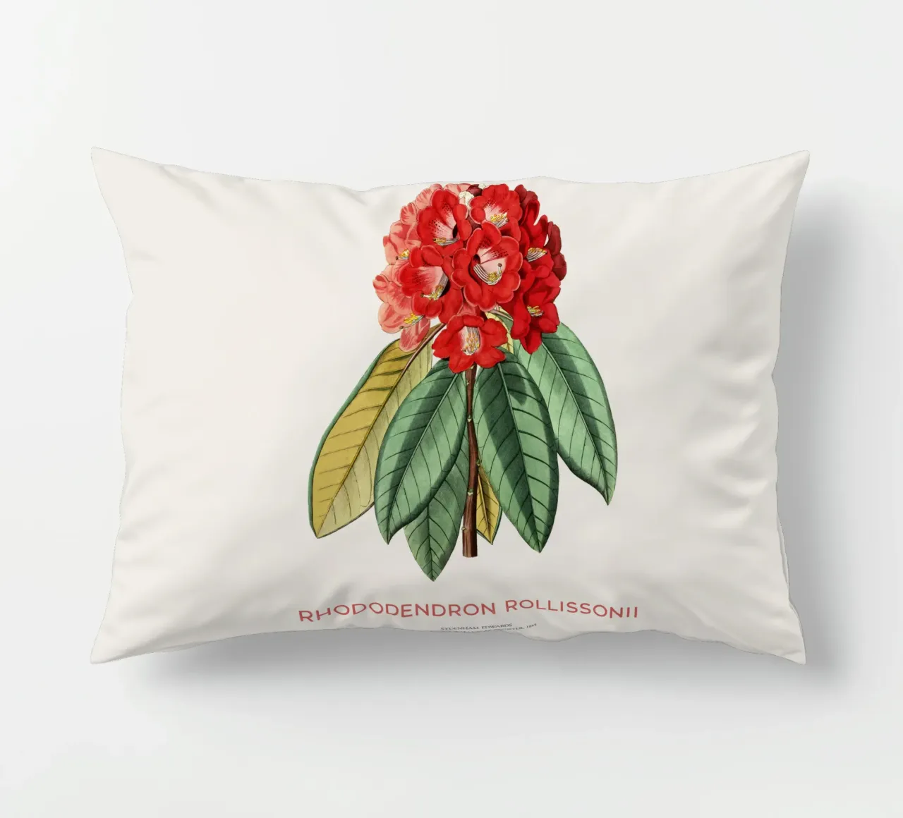 Rododendro arboreo o Rhododendron rollissonii cuscino da Vintagrafica