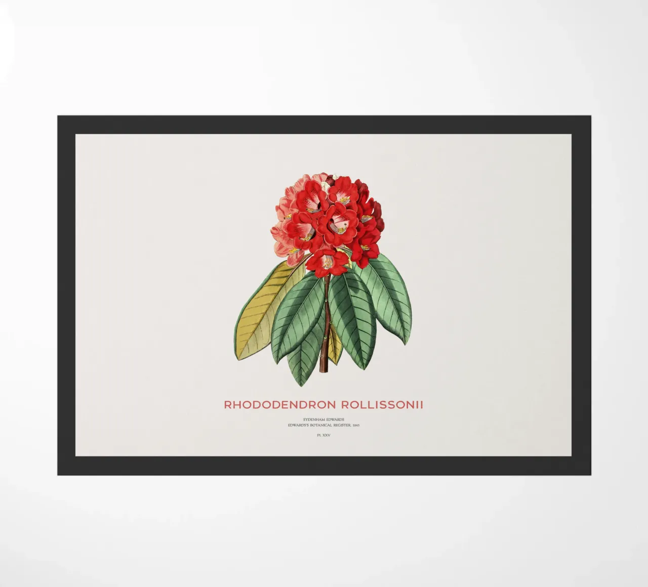 Rododendro arboreo o Rhododendron rollissonii zerbino da Vintagrafica