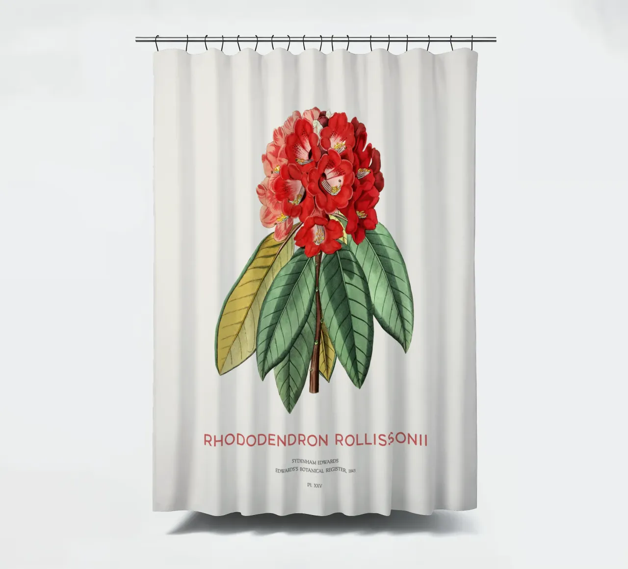 Baum-Rhododendron oder Rhododendron rollissonii Duschvorhang von Vintagrafica
