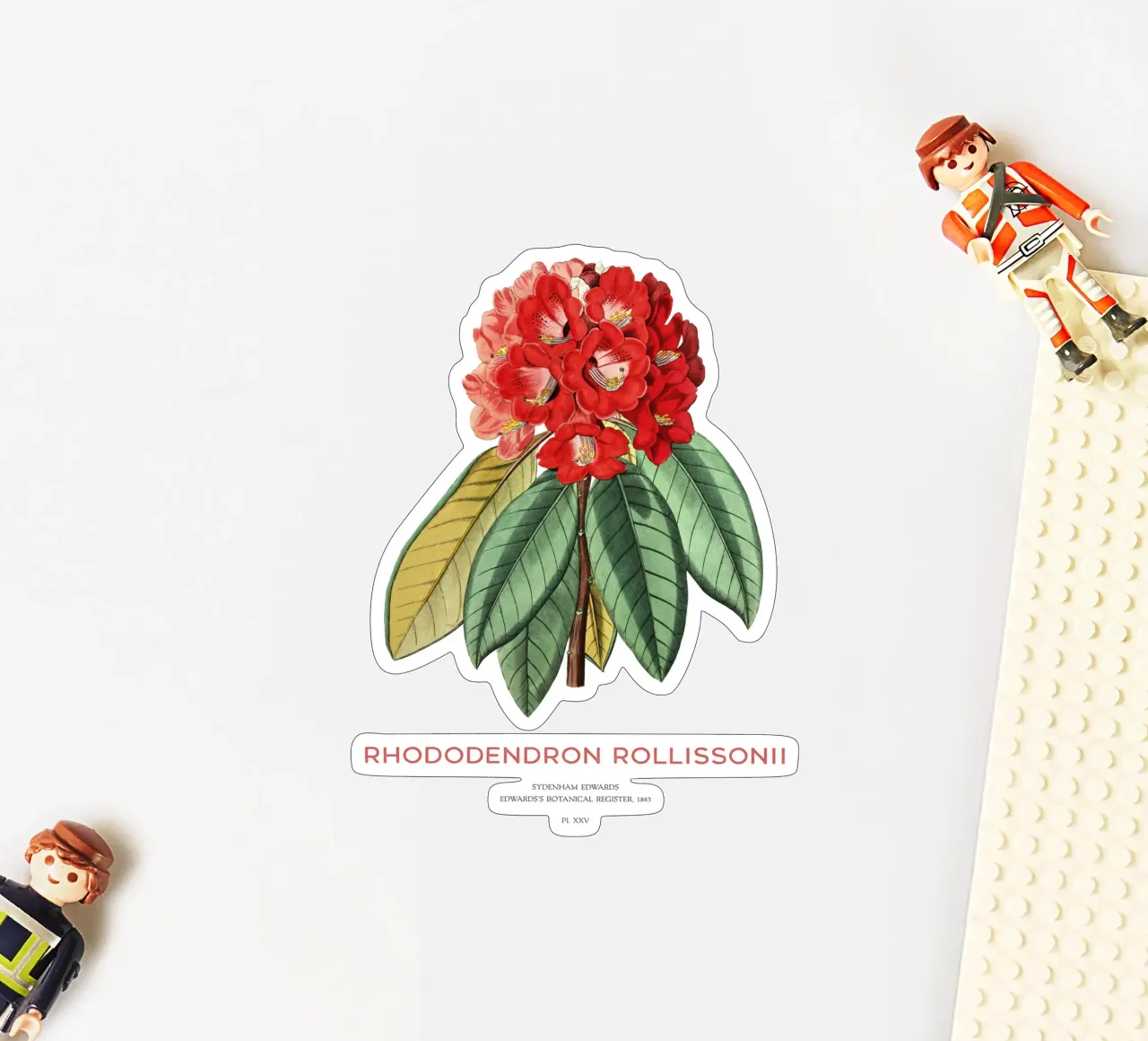 Baum-Rhododendron oder Rhododendron rollissonii Sticker von Vintagrafica