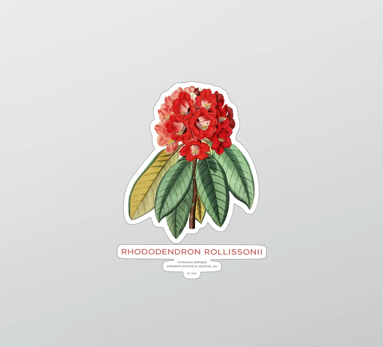 Baum-Rhododendron oder Rhododendron rollissonii Sticker von Vintagrafica
