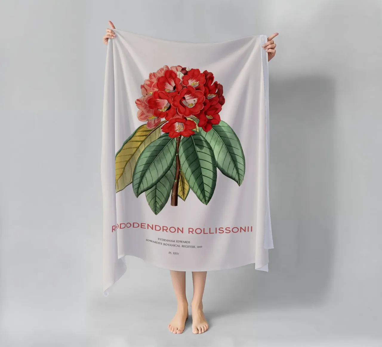 Rododendro arboreo o Rhododendron rollissonii telo mare da Vintagrafica