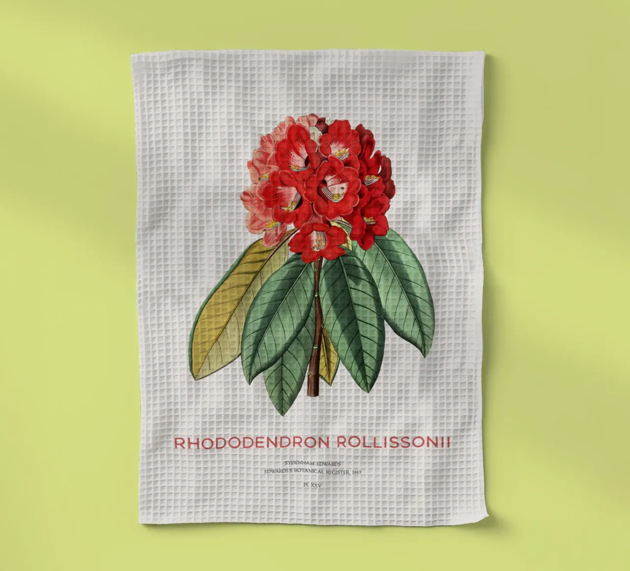 Baum-Rhododendron oder Rhododendron rollissonii Geschirrtuch von Vintagrafica