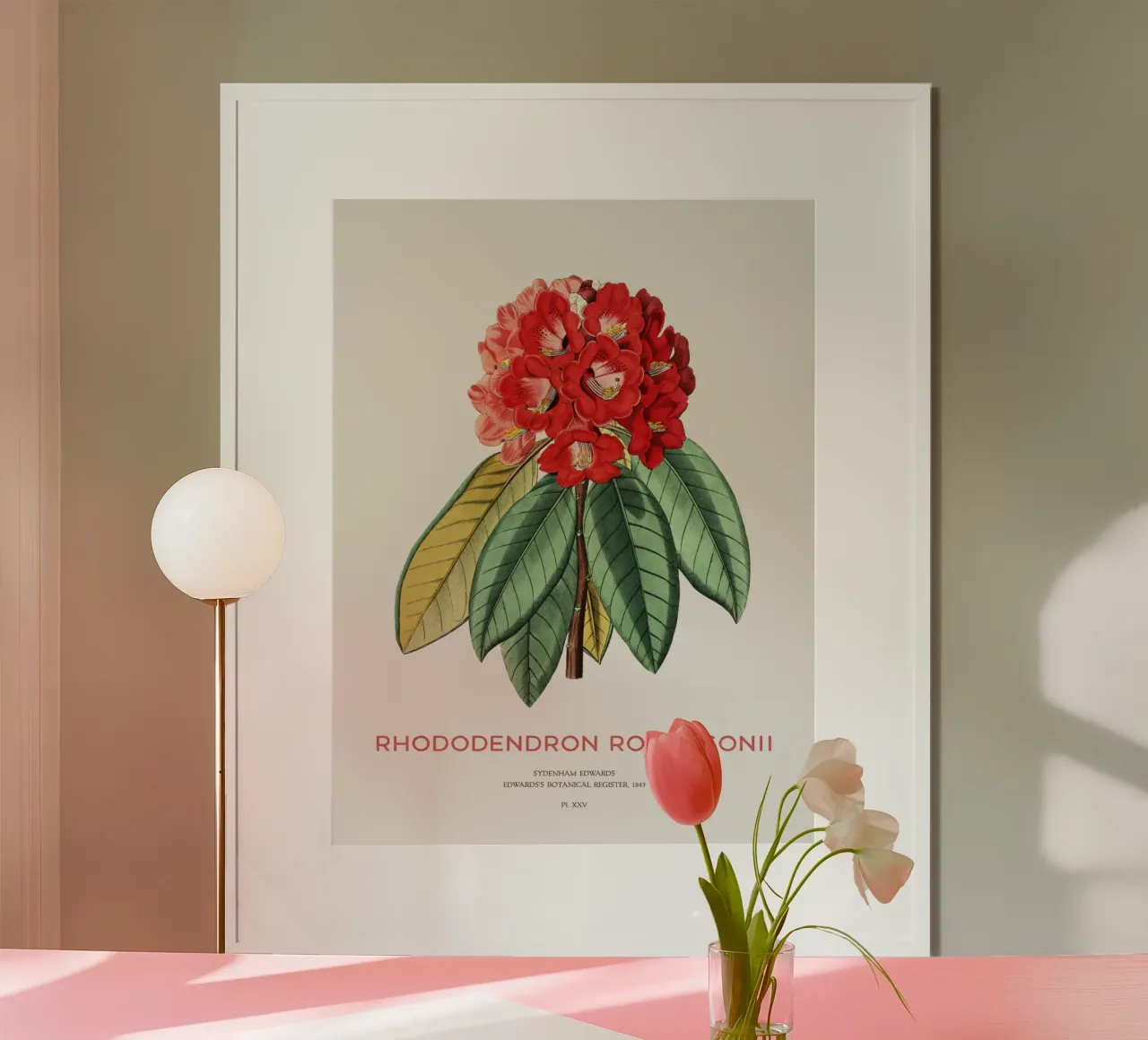 Rhododendron arborescent ou Rhododendron rollissonii poster avec cadre en plastique de Vintagrafica
