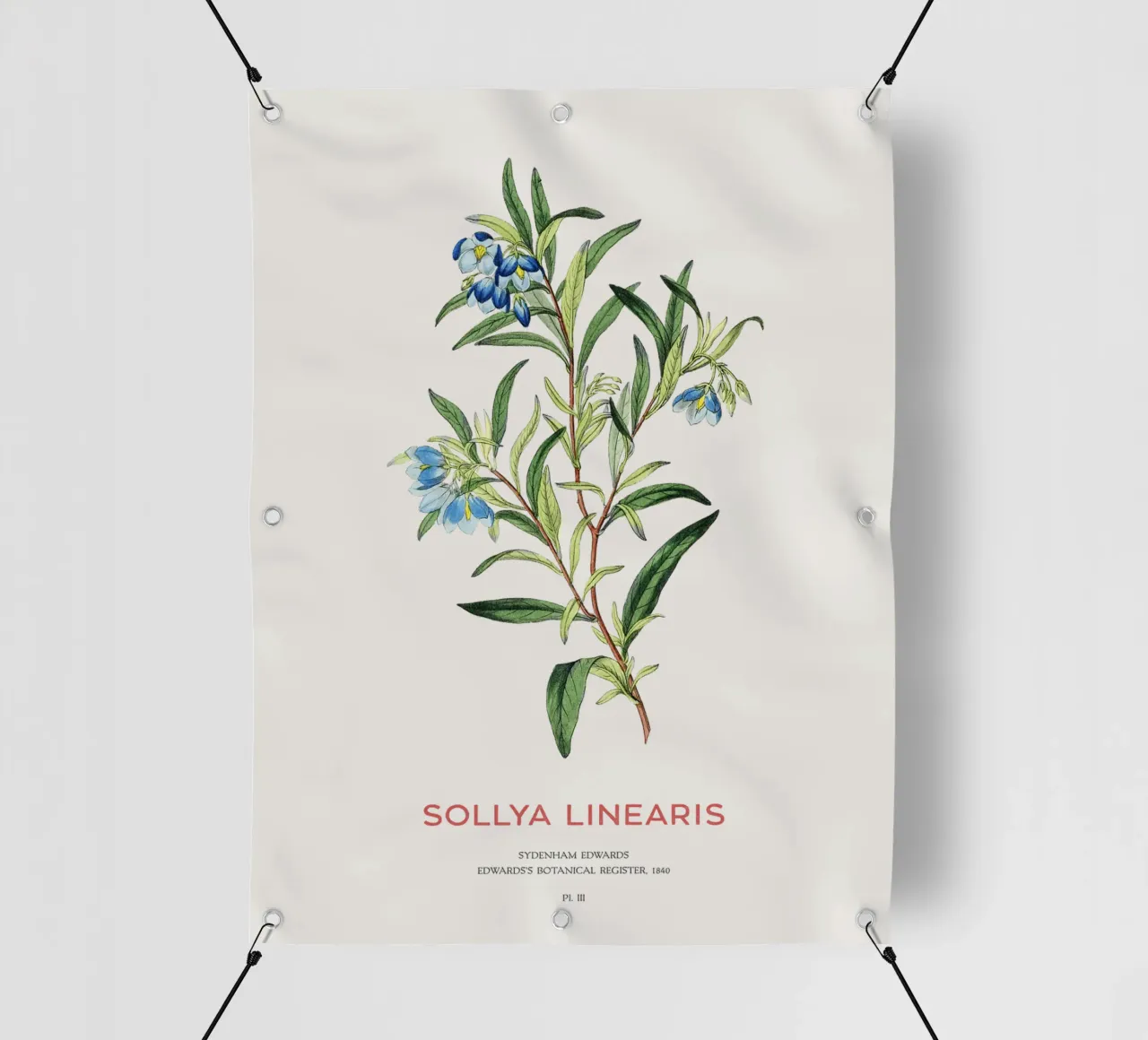Campanula australiana o Sollya linearis telo in pvc da Vintagrafica