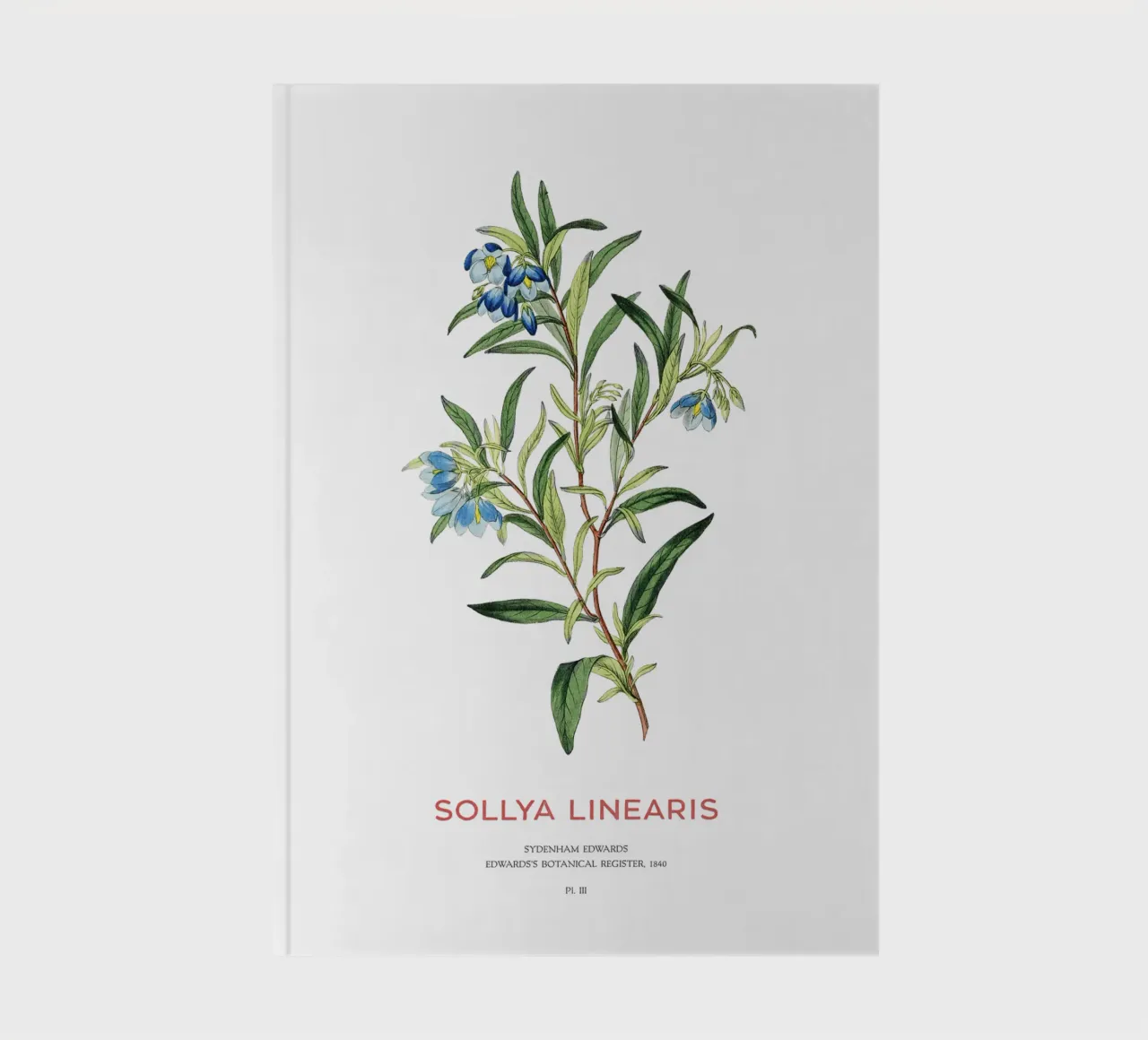 Australian bluebell or Sollya linearis notebook by Vintagrafica