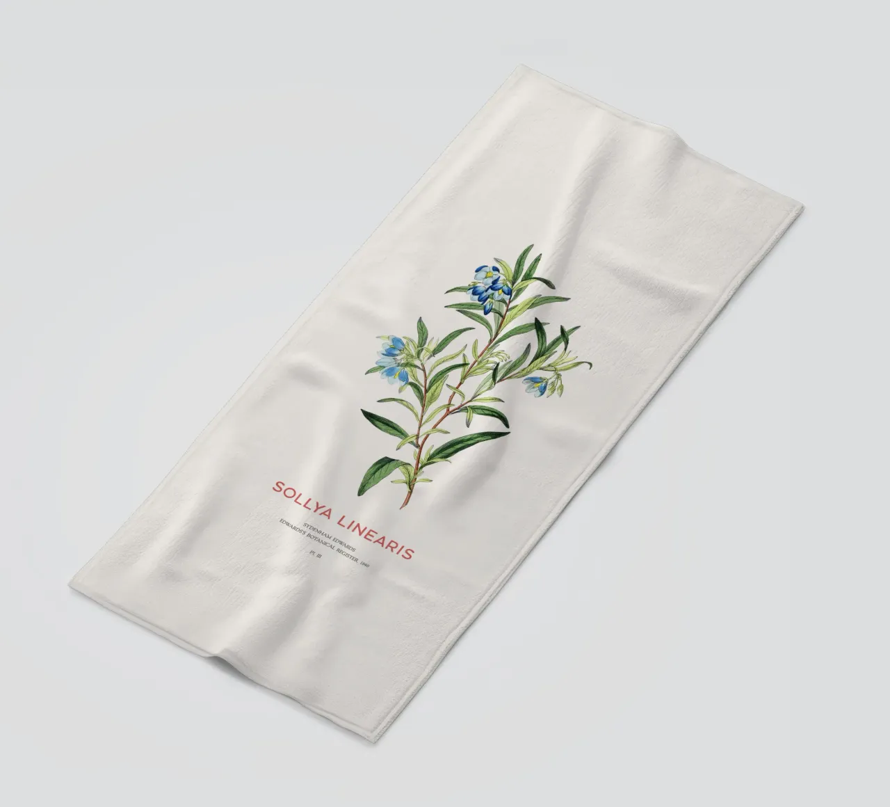 Campanula australiana o Sollya linearis telo mare da Vintagrafica