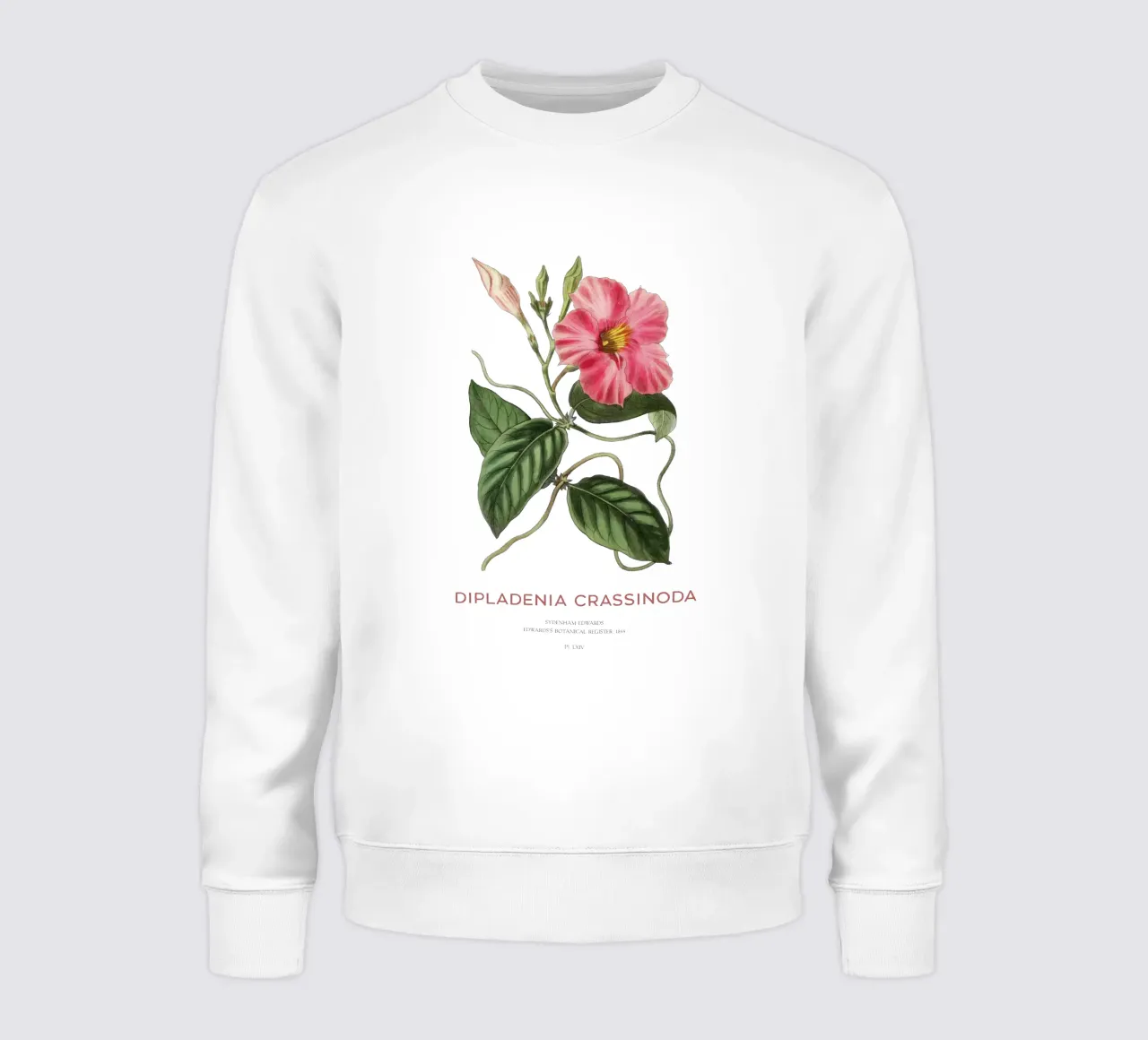 Fiori di mandevilla o Dipladenia Crassinoda felpa da Vintagrafica