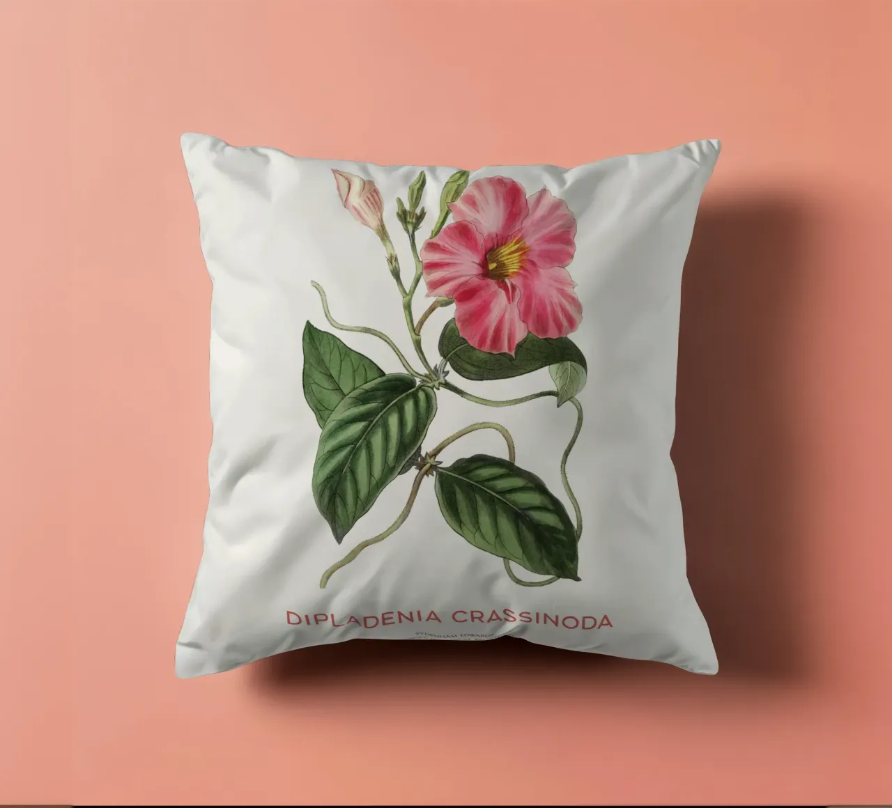 Fiori di mandevilla o Dipladenia Crassinoda cuscino da Vintagrafica