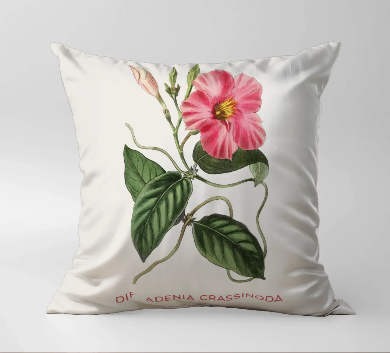 Fiori di mandevilla o Dipladenia Crassinoda cuscino da Vintagrafica