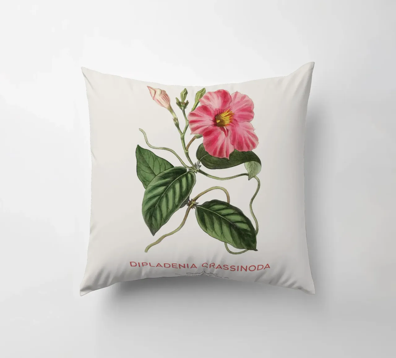 Fiori di mandevilla o Dipladenia Crassinoda cuscino da Vintagrafica