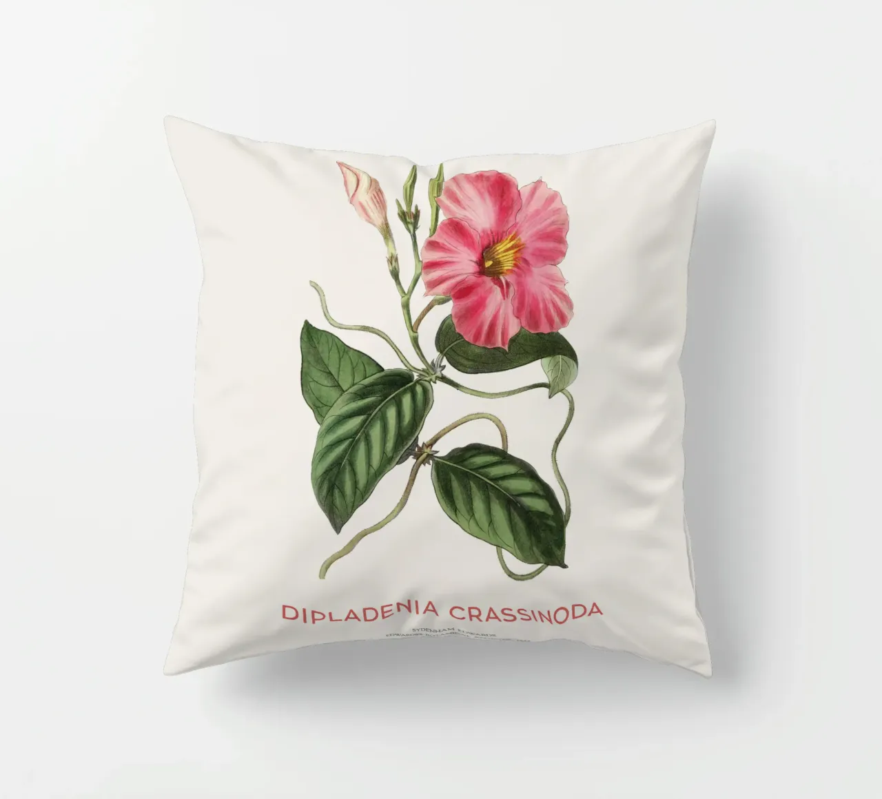 Fiori di mandevilla o Dipladenia Crassinoda cuscino da Vintagrafica
