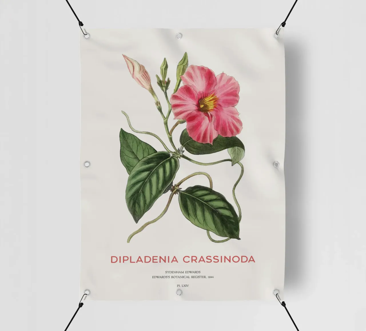 Fiori di mandevilla o Dipladenia Crassinoda telo in pvc da Vintagrafica