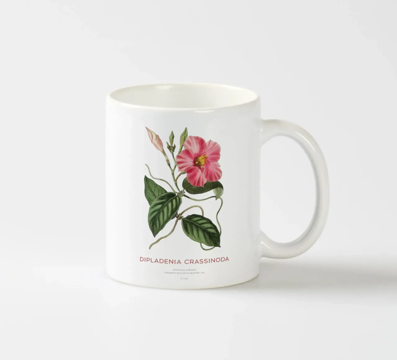 Fiori di mandevilla o Dipladenia Crassinoda tazza in ceramica da Vintagrafica