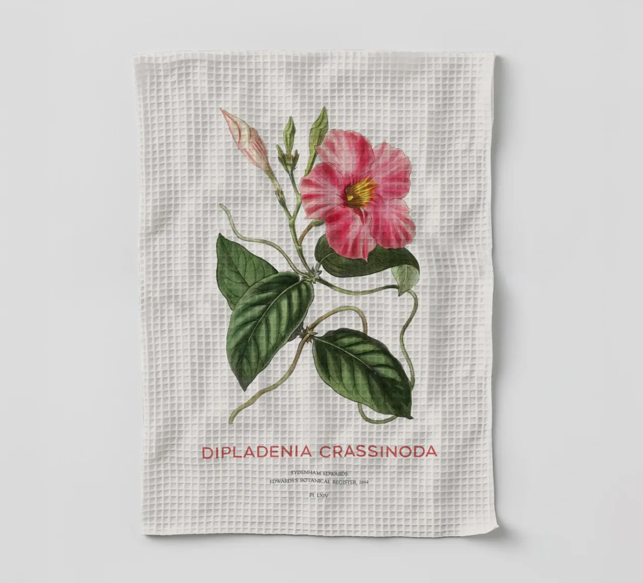 Fiori di mandevilla o Dipladenia Crassinoda canovaccio da cucina da Vintagrafica