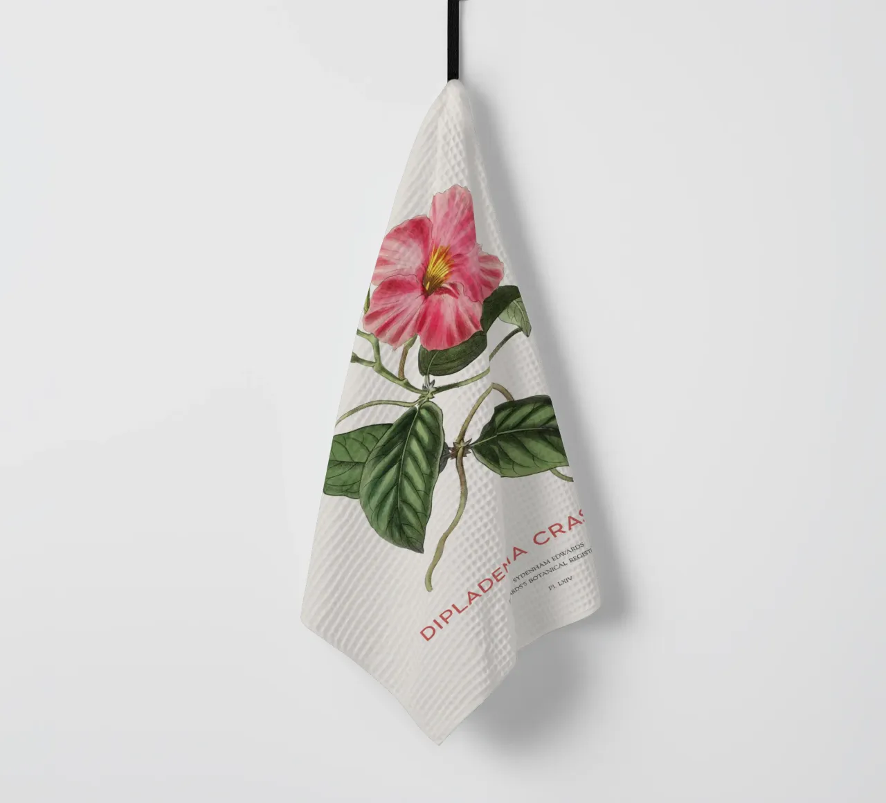 Fiori di mandevilla o Dipladenia Crassinoda canovaccio da cucina da Vintagrafica
