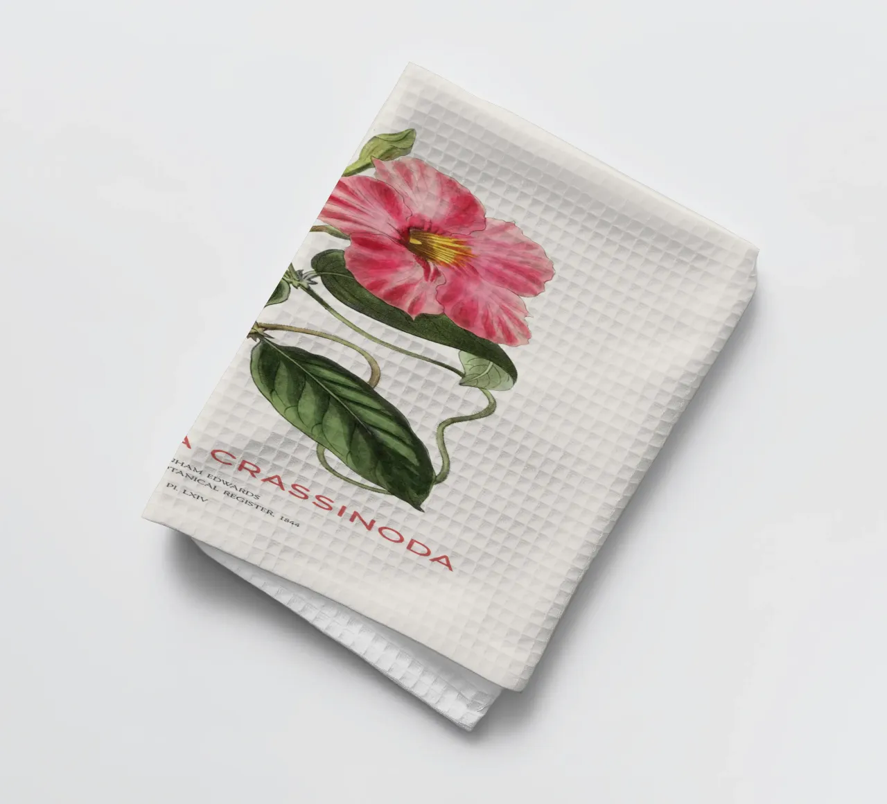 Fiori di mandevilla o Dipladenia Crassinoda canovaccio da cucina da Vintagrafica