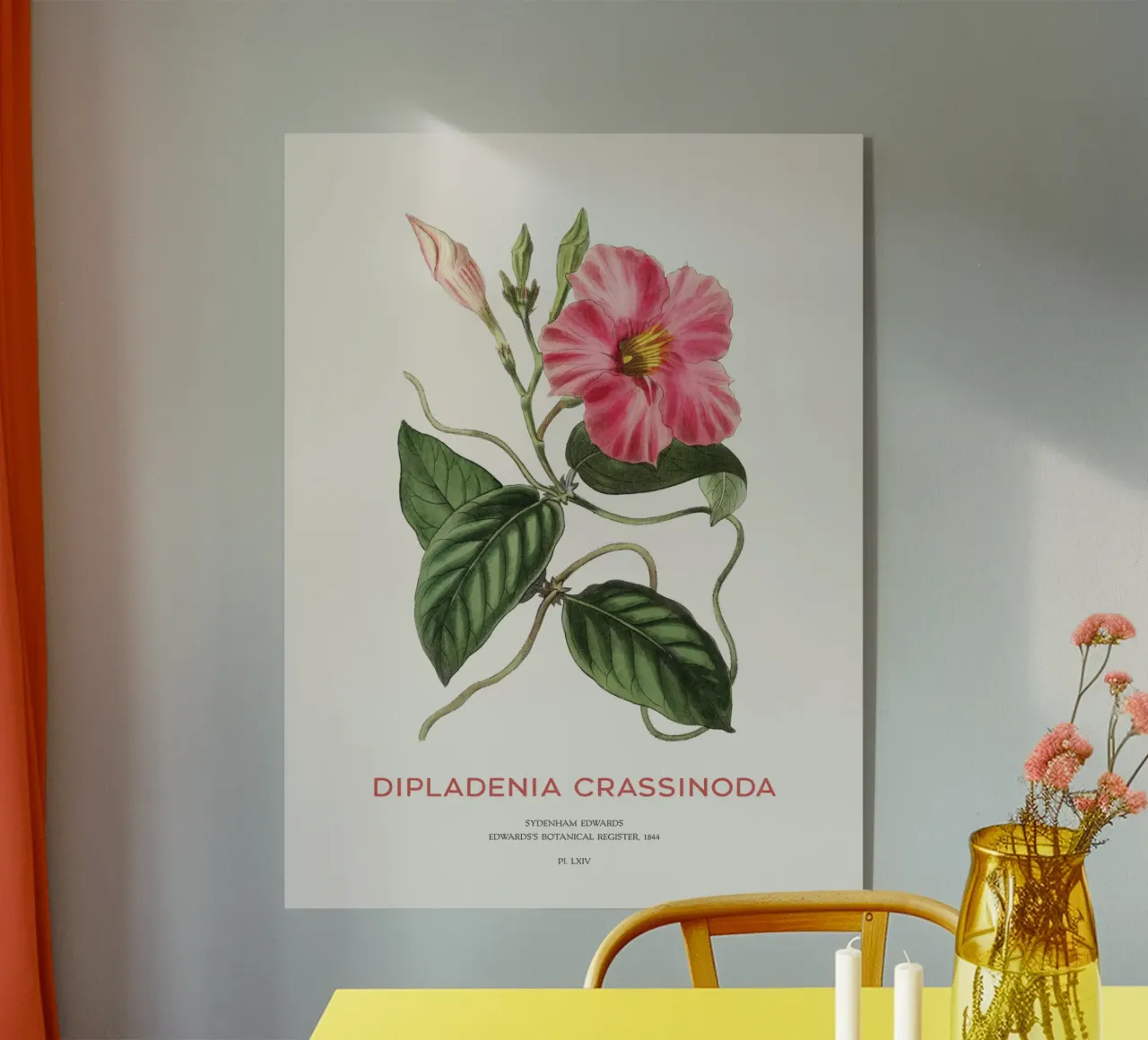 Fiori di mandevilla o Dipladenia Crassinoda plexiglass da Vintagrafica