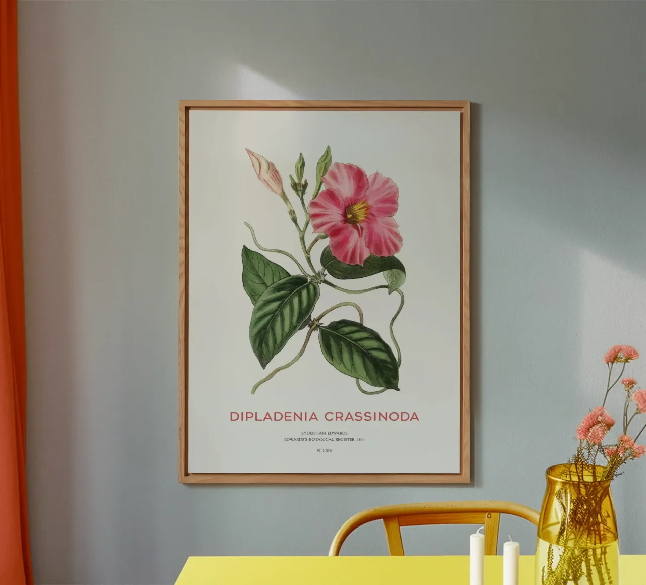 Fiori di mandevilla o Dipladenia Crassinoda alluminio dibond da Vintagrafica