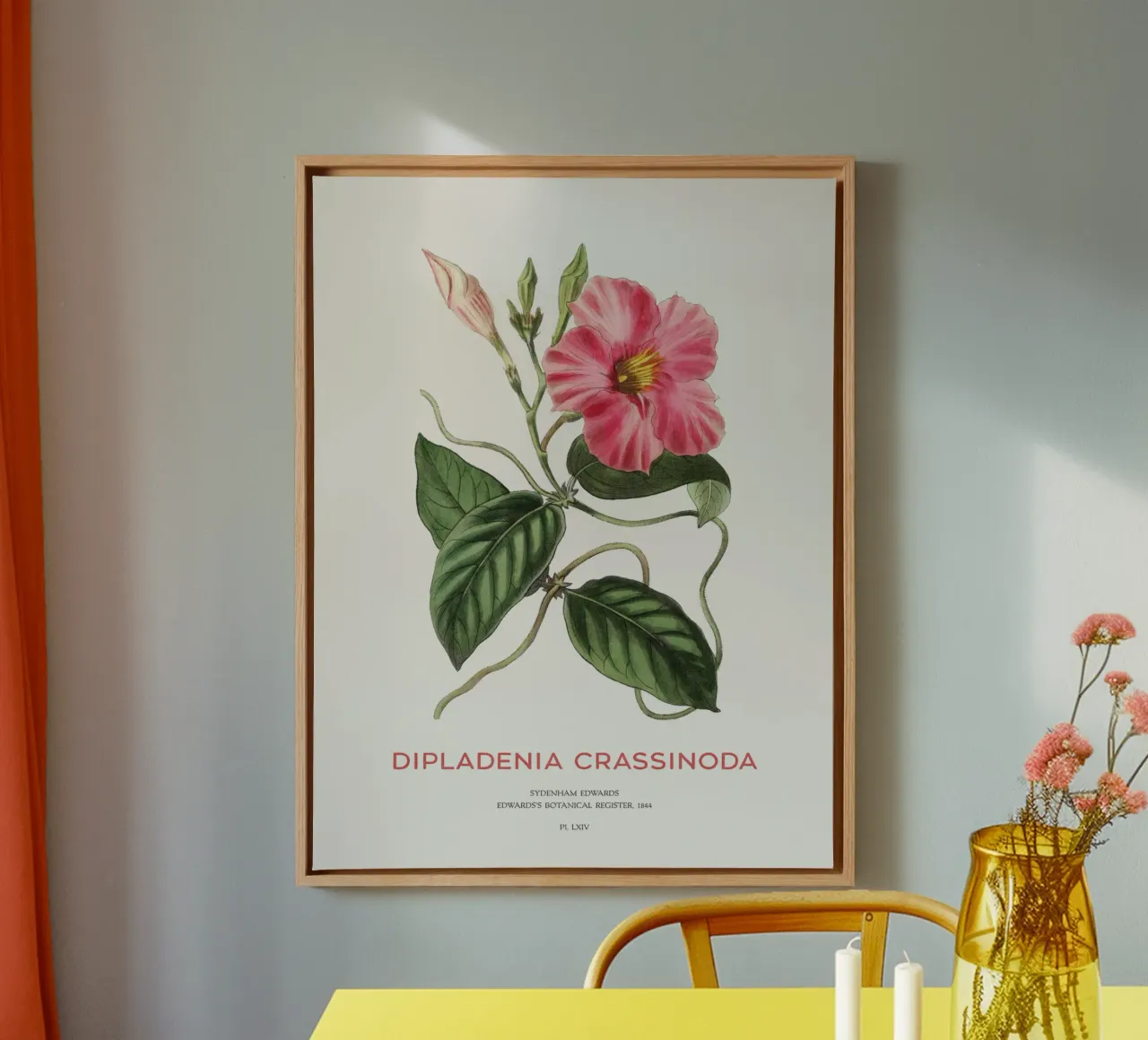 Mandevilla-Blüten oder Dipladenia Crassinoda Leinwand mit Schattenfugenrahmen von Vintagrafica